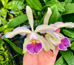 Chargez l'image dans la visionneuse de galerie, Cattleya quadricolore var. coerulea x C. schilleriana var. coerulea