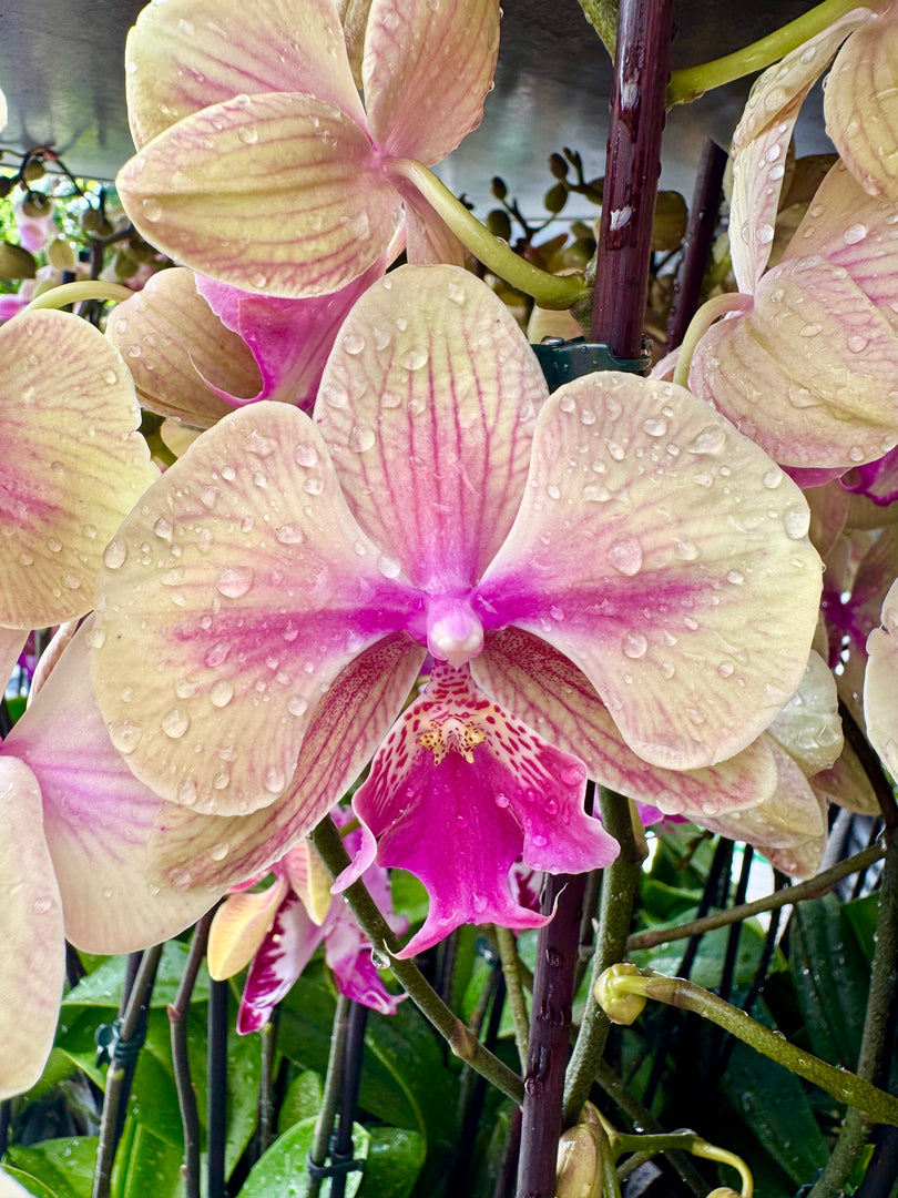 Phalaenopsis Lioulin Smart Lip - Big Lip