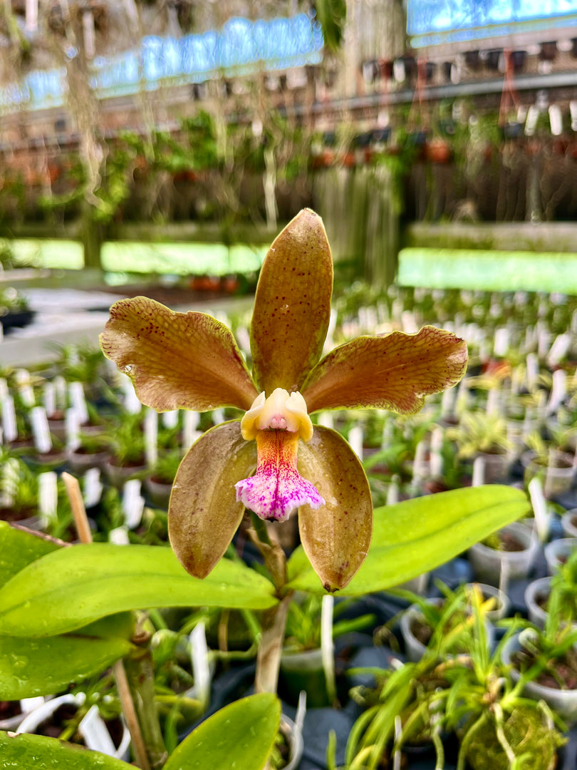 Cattleya granulosa (Verde Colibri x Nobile Marron) - Brazil Import
