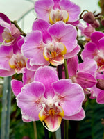 Carga la imagen en el visor de la Galería, Phalaenopsis Cadillac Butterfly - Pelórica