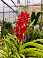 Carica l'immagine nel visualizzatore Galleria, Ascocentrum curvifolium x Ascocenda Sagarik