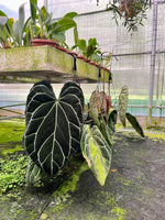 Load image into Gallery viewer, Anthurium crystallinum