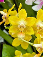 Load image into Gallery viewer, Phalaenopsis KS Balm 'Yellow Chocolate'