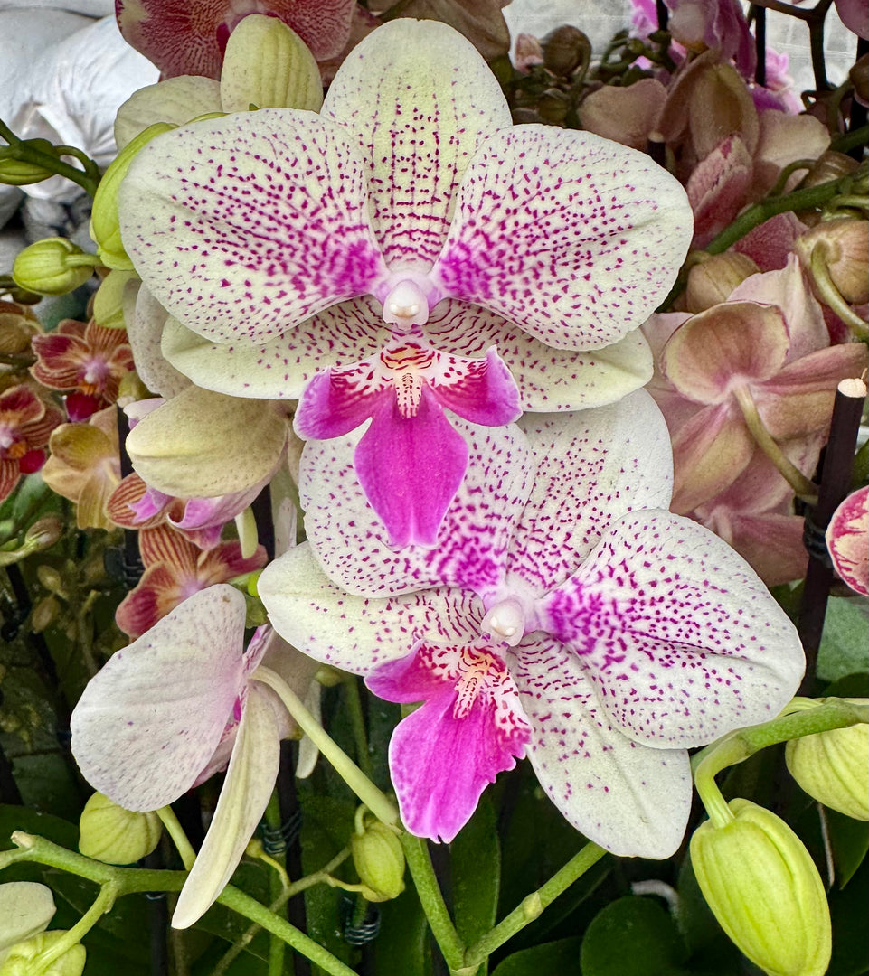Phalaenopsis Sparkling Spot - Big Lip