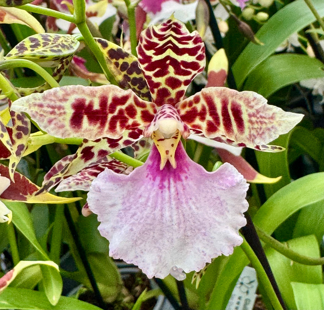 Rhynchostele bictoniensis Hyb.