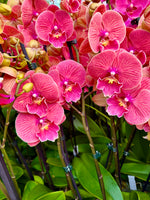 Carica l'immagine nel visualizzatore Galleria, Phalaenopsis Lianher Golden Cheese - Big Lip