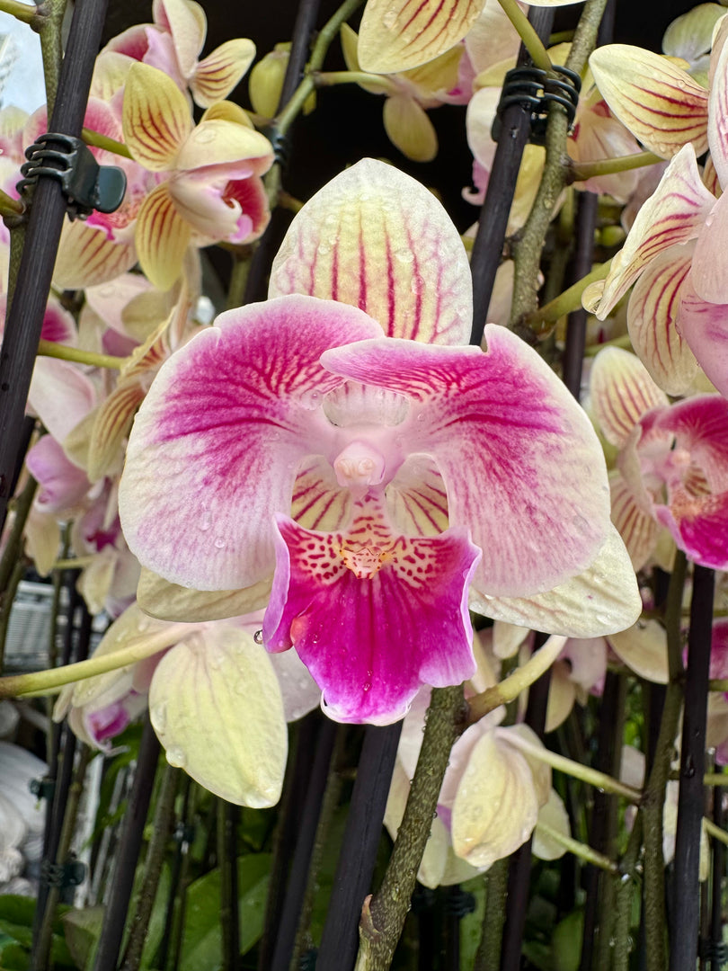 Phalaenopsis Lioulin Smart Lip (2 eyes - Peloric) - Big Lip