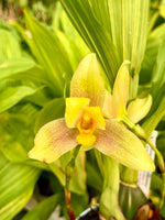Carica l'immagine nel visualizzatore Galleria, Lycaste groganii (deppei x aromatica)