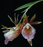 Load image into Gallery viewer, Galeandra Baueri