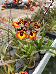 Tolumnia Genting Orange