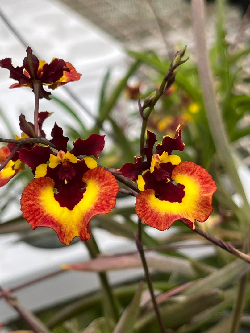 Tolumnia Genting Orange