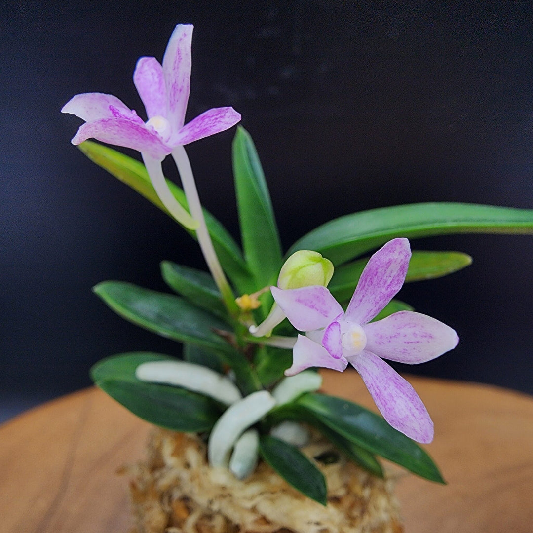 Neofinetia falcata 'Geumseonghong' 금성홍 金星紅
