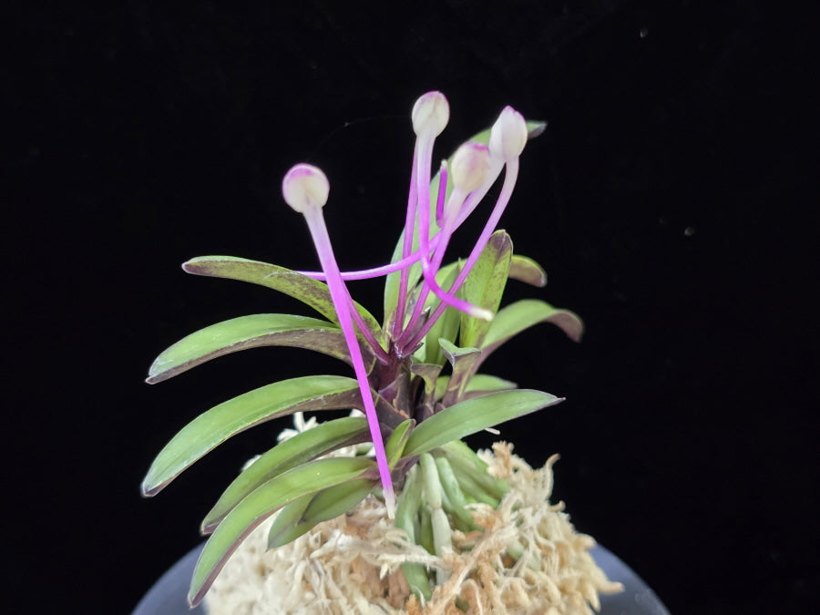 Neofinetia falcata 'Oushukuume' 앵숙매 鶯宿梅