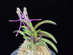 Load image into Gallery viewer, Neofinetia falcata 'Oushukuume' 앵숙매 鶯宿梅