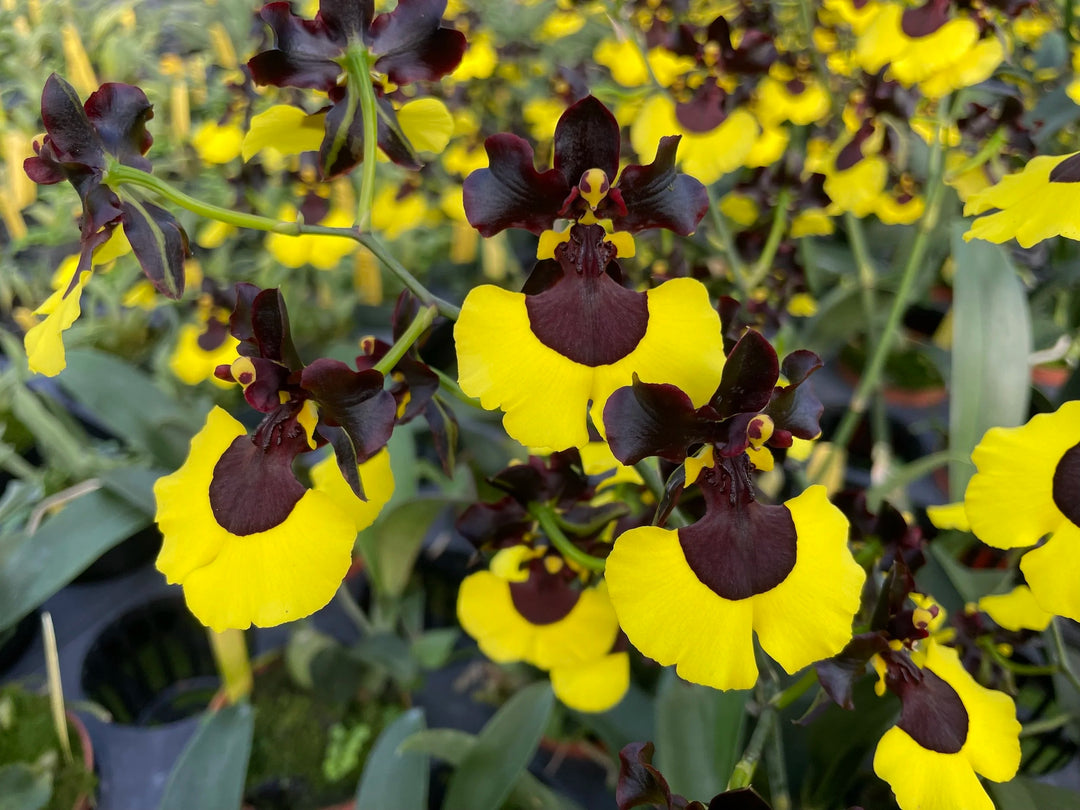 Gomesa Jiaho Queen 'Jia Ho' FCC/AOS