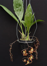 Carica l'immagine nel visualizzatore Galleria, Gongora galeata