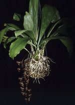 Carica l'immagine nel visualizzatore Galleria, Gongora grossa