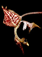 Carica l'immagine nel visualizzatore Galleria, Gongora grossa