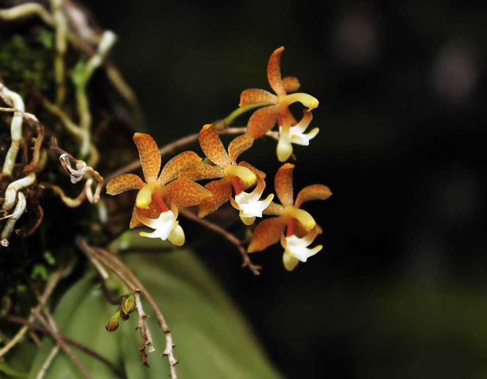 Grosourdya appendiculata