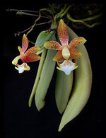 Carica l&#39;immagine nel visualizzatore Galleria, Grosourdya appendiculata
