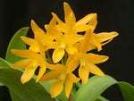 Carica l'immagine nel visualizzatore Galleria, Cattleya aurantiaca f. aurea