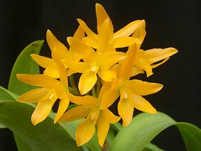 Cattleya aurantiaca f. aurea