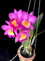 Guaritonia Why Not Walk (Grt. Why Not x C. walkeriana)