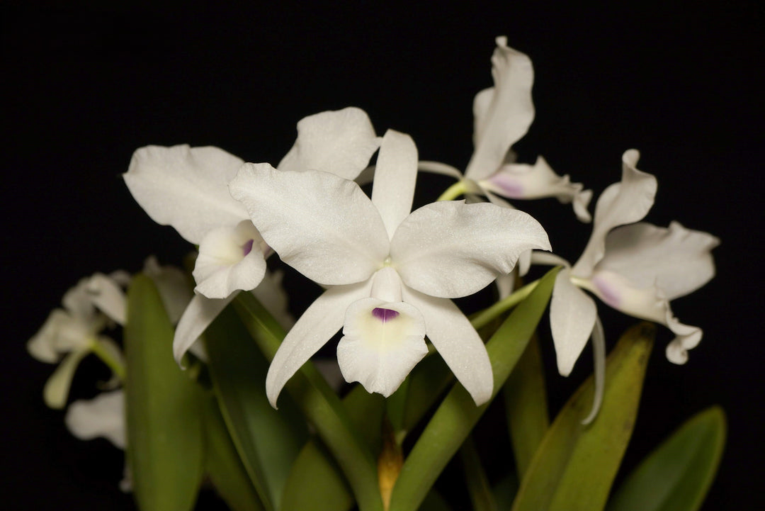Guarianthe (syn. Cattleya) skinneri f. semialba / oculata