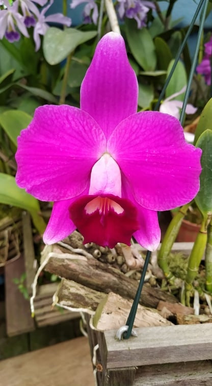 Laelia pumila rubra 'Z71' x escura flamea 'Alice' - Brazil Import