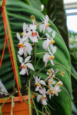 Carica l&#39;immagine nel visualizzatore Galleria, Holcoglossum Incantatio (lingulatum x wangii)
