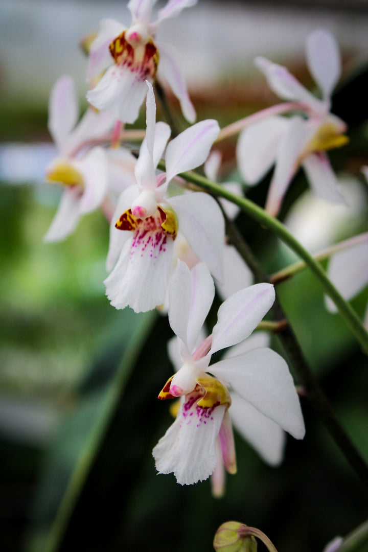 Holcoglossum Incantatio (lingulatum x wangii)