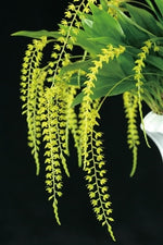 Load image into Gallery viewer, Dendrochilum wenzelii var. dawn (yellow form)