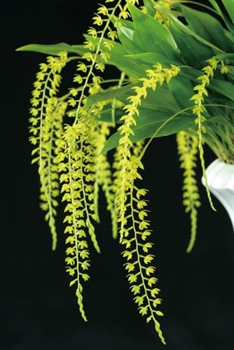 Dendrochilum wenzelii var. dawn (yellow form)