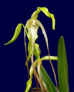 Carica l'immagine nel visualizzatore Galleria, Phragmipedium lindenii
