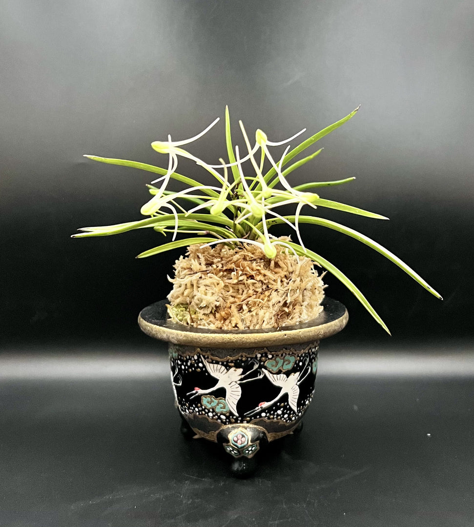 Neofinetia falcata 'Hanamatoi' 花纏