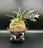 Load image into Gallery viewer, Neofinetia falcata 'Hanamatoi' 花纏