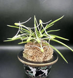Load image into Gallery viewer, Neofinetia falcata 'Hanamatoi' 花纏