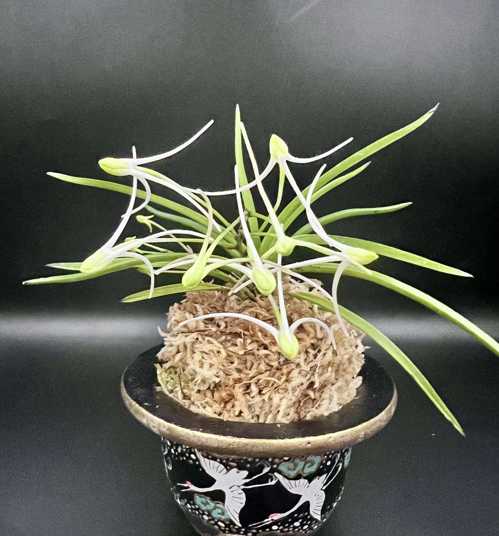 Neofinetia falcata 'Hanamatoi' 花纏