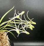 Load image into Gallery viewer, Neofinetia falcata 'Hanamatoi' 花纏