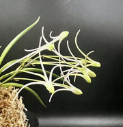 Neofinetia falcata 'Hanamatoi' 花纏