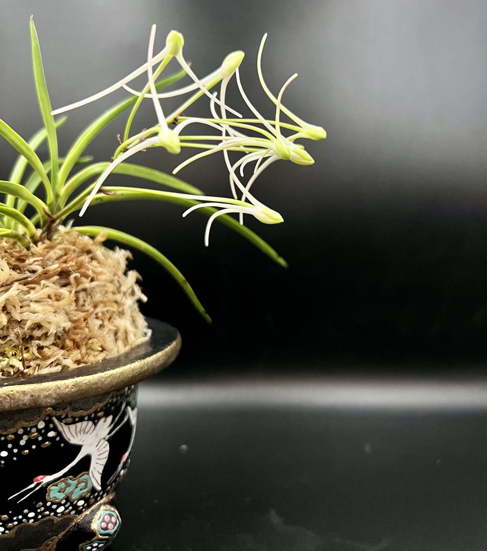 Neofinetia falcata 'Hanamatoi' 花纏