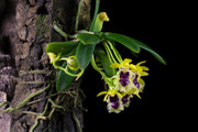 Haraella retrocalla
