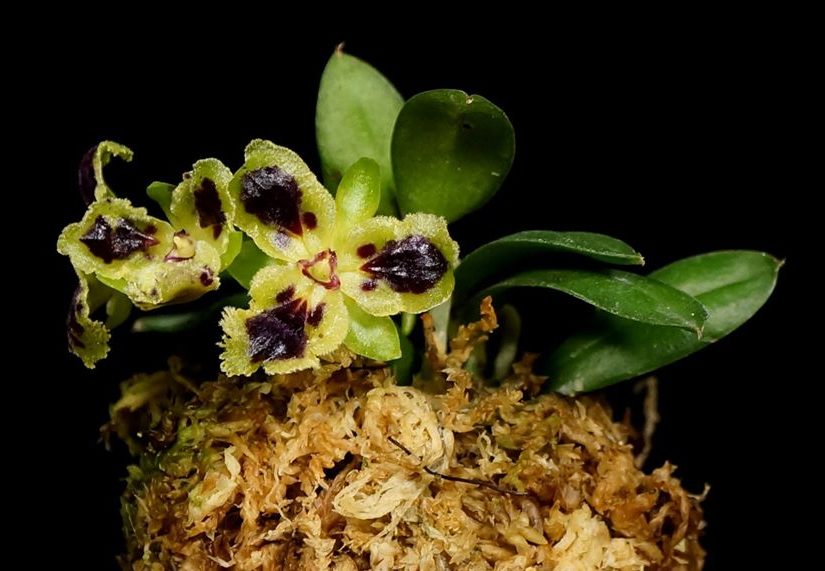 Haraella retrocalla 'Peloric'