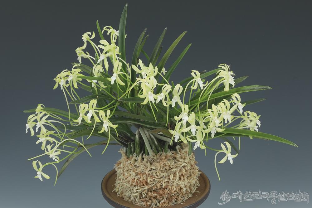 Neofinetia falcata 'Hisui' 翡翠