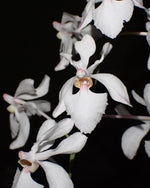 Carica l&#39;immagine nel visualizzatore Galleria, Holcoglossum Isabel Sander (Holco amesianum x subulifolium)
