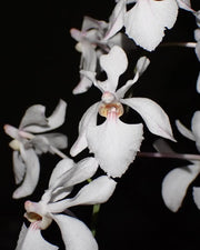 Holcoglossum Isabel Sander (Holco amesianum x subulifolium)