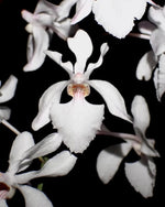 Carica l&#39;immagine nel visualizzatore Galleria, Holcoglossum Isabel Sander (Holco amesianum x subulifolium)
