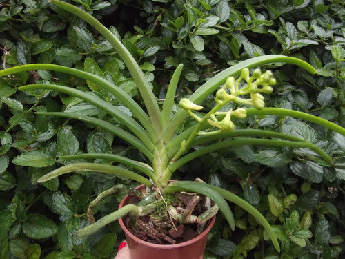 Holcoglossum flavescens x Ascocentrum curvifolium