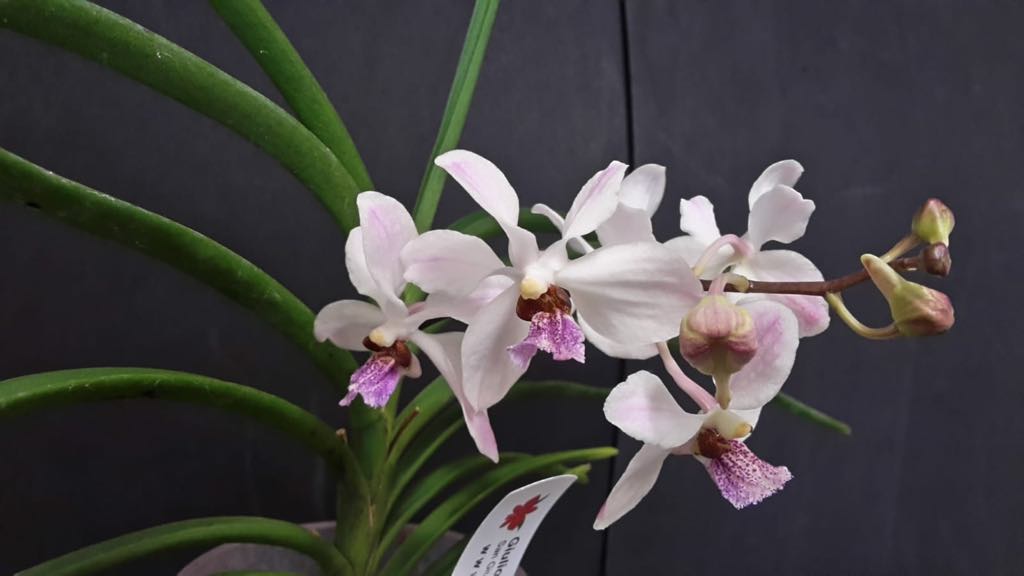 Holcoglossum wangii x Vanda 'Bayrisch Blau'