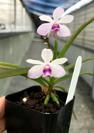 Holcoglossum flavescens x Vanda coerulescens
